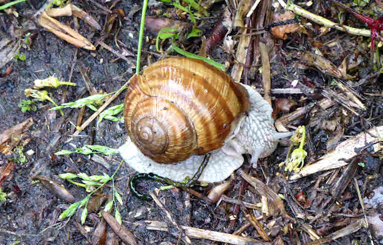 Helix pomatia