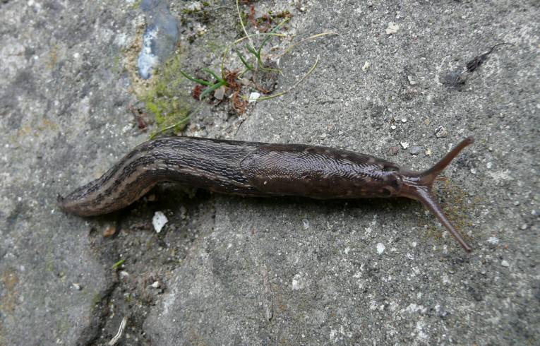 Limax maximus