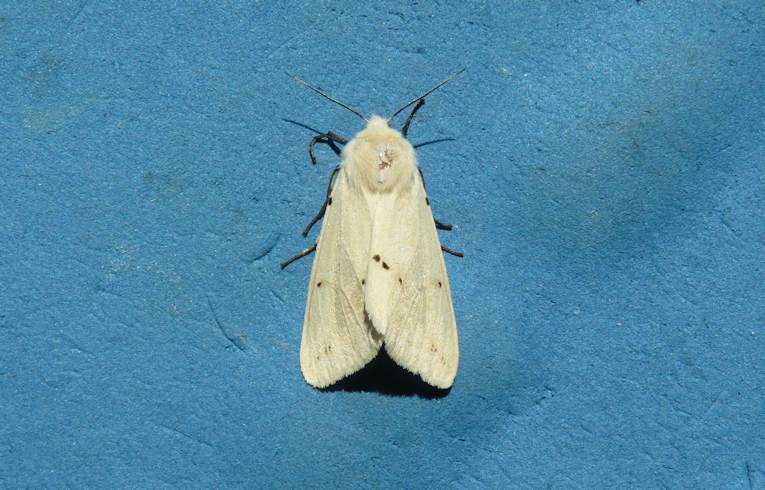 Buff Ermine