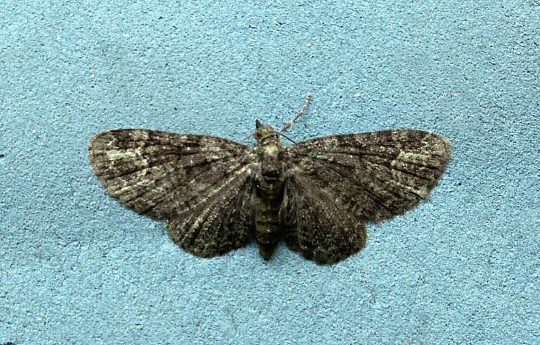 Common Pug