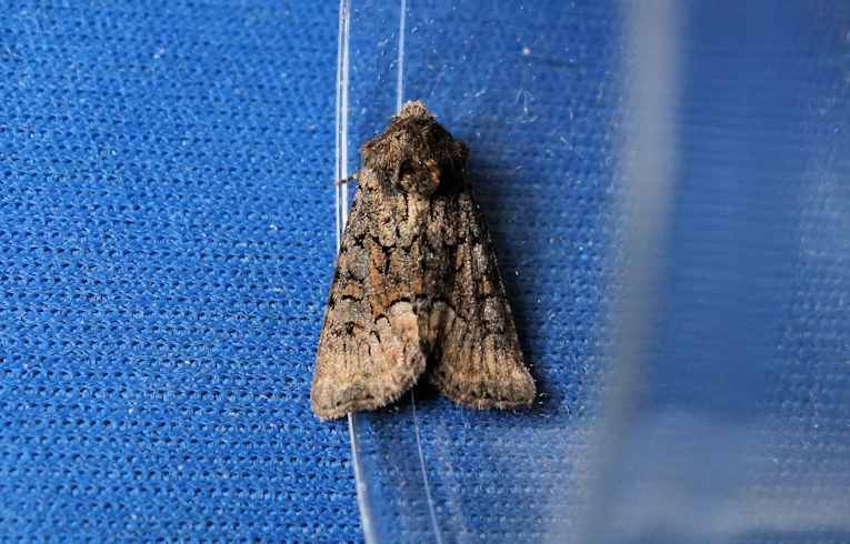 Dusky Brocade