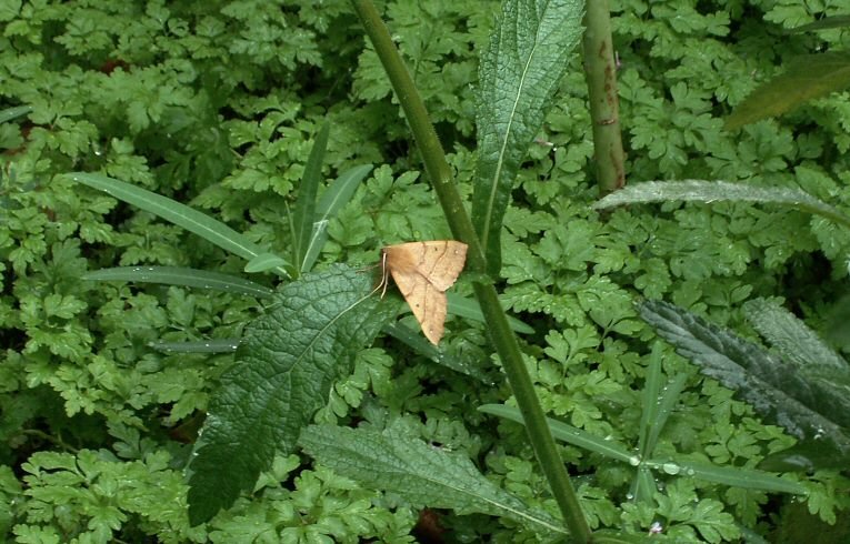 Colotois pennaria