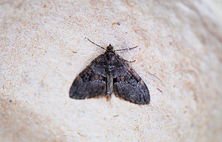 Grey Pine Carpet
