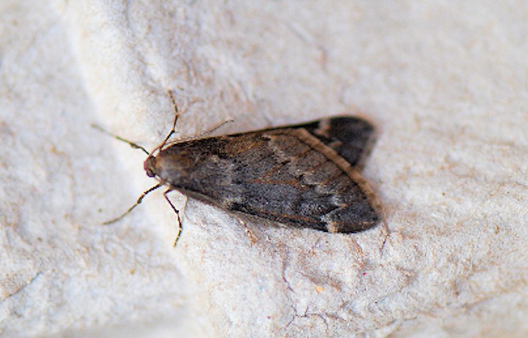 March Moth