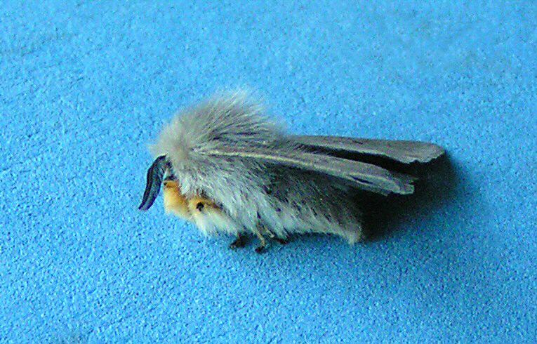 Muslin Moth