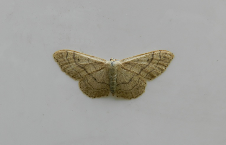 Riband Wave