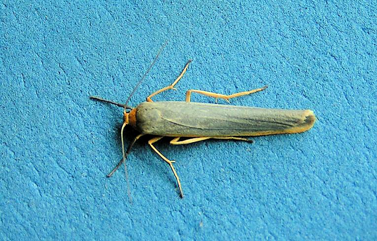 Scarce Footman