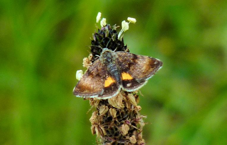 Small Yellow Underwing