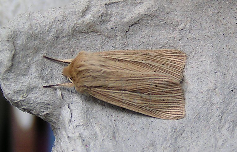 Smoky Wainscot 