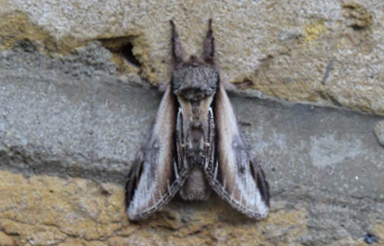 Swallow Prominent