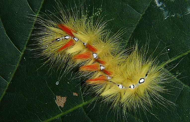 Sycamore caterpillar