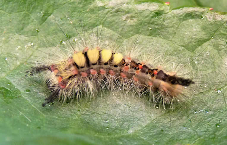 Vapourer caterpillar