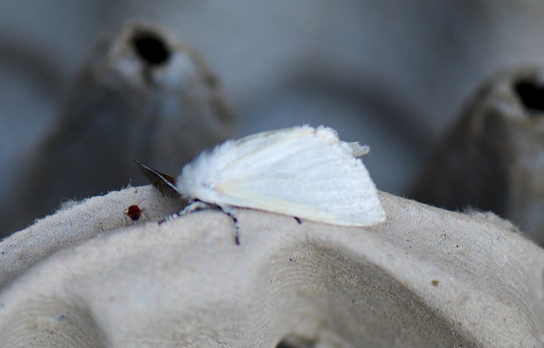 White Satin Moth