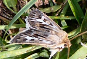 Antler Moth