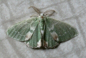 Blotched Emerald