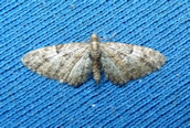 Eupithecia abreviata