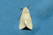 Buff Ermine