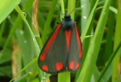 Cinnabar