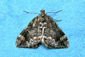 Common Marbled Carpet