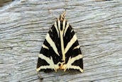 Jersey Tiger