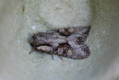 Light Brocade