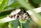 Marbled White Spot