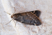 March Moth