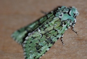 Merveille du Jour