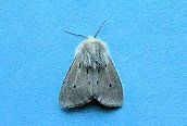 Muslin Moth