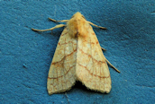 Orange Sallow