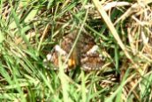 Orange Underwing