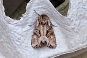 Pale-shouldered Brocade