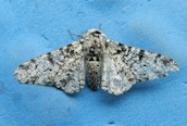 Peppered Moth