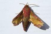 Small Elephant Hawkmoth