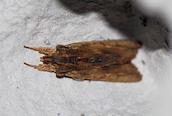 Tawny Pinion