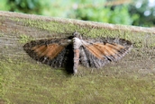 Tawny-speckled Pug