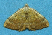 Yellow Shell