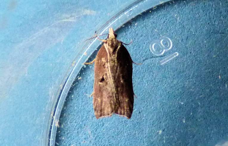 Acleris cristana