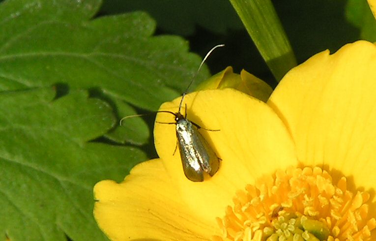Adela reaumurella