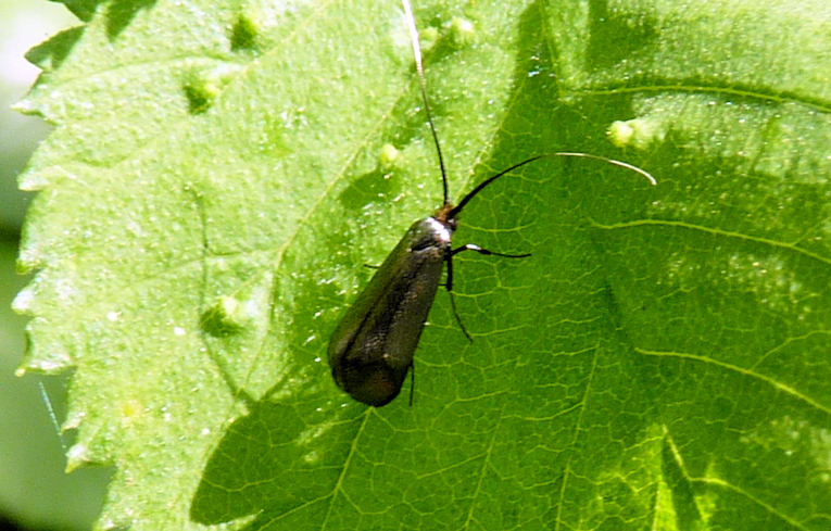 Adela reaumurella