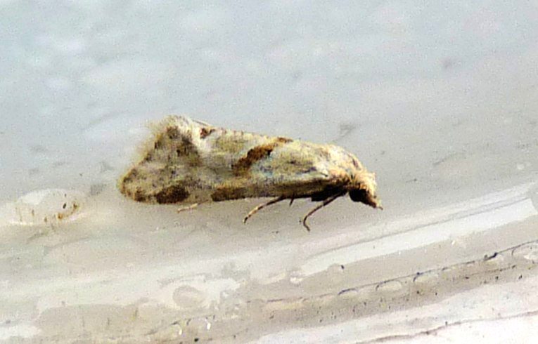 Aethes smeathmanniana