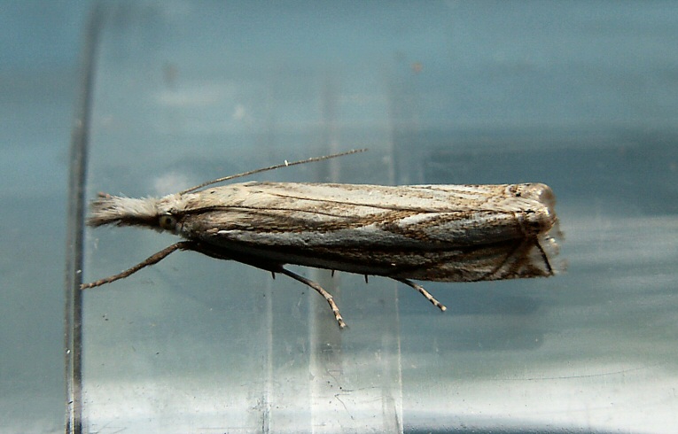 Crambus pascuella