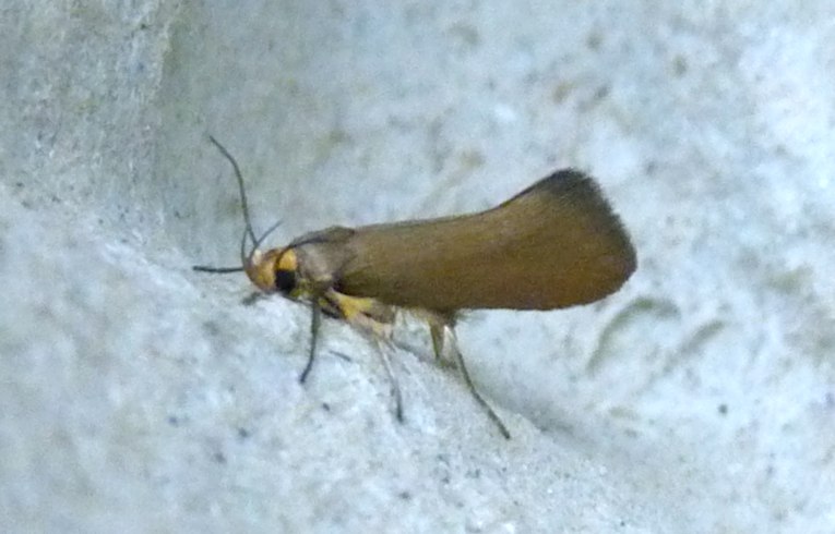 Crassa unitella