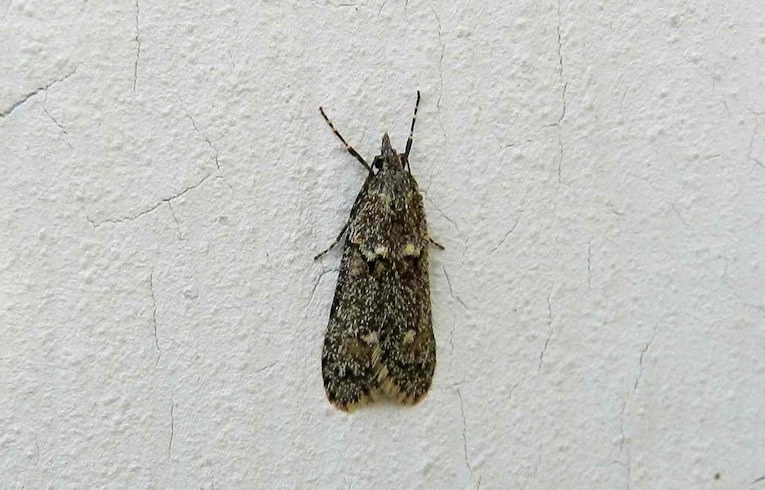 unidentified micro moth