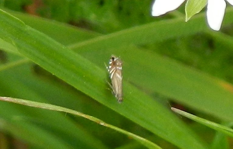 Glyphipterix simpliciella