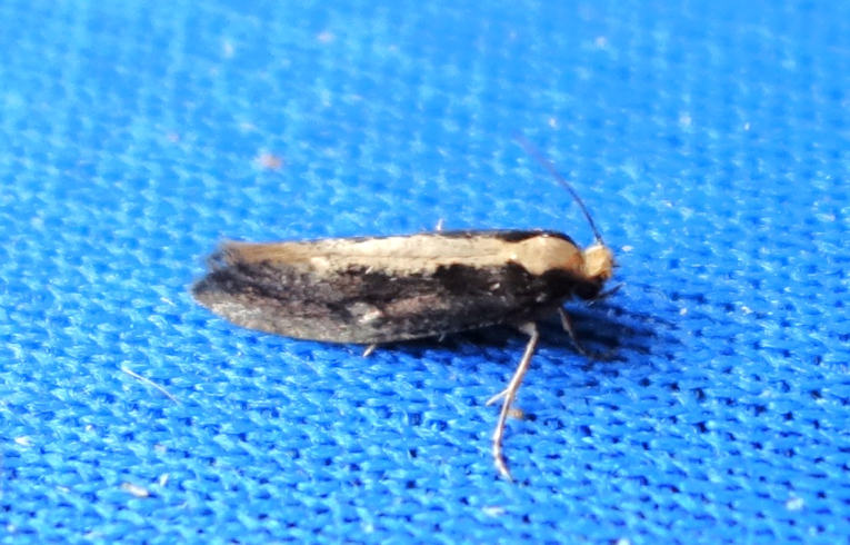 Monopis crocicapatella
