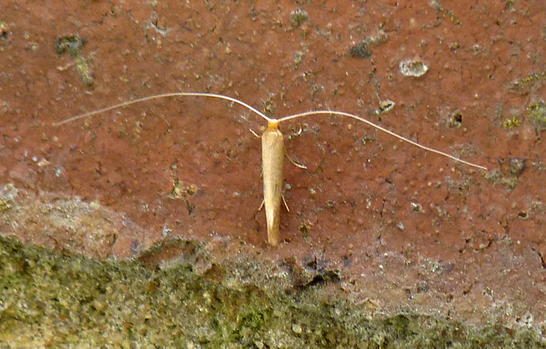 Nematopogon swarmerdamella