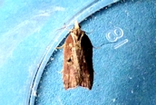 Acleris cristana 