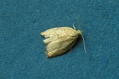 Acleris rhombana