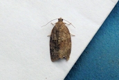 Acleris rhombana